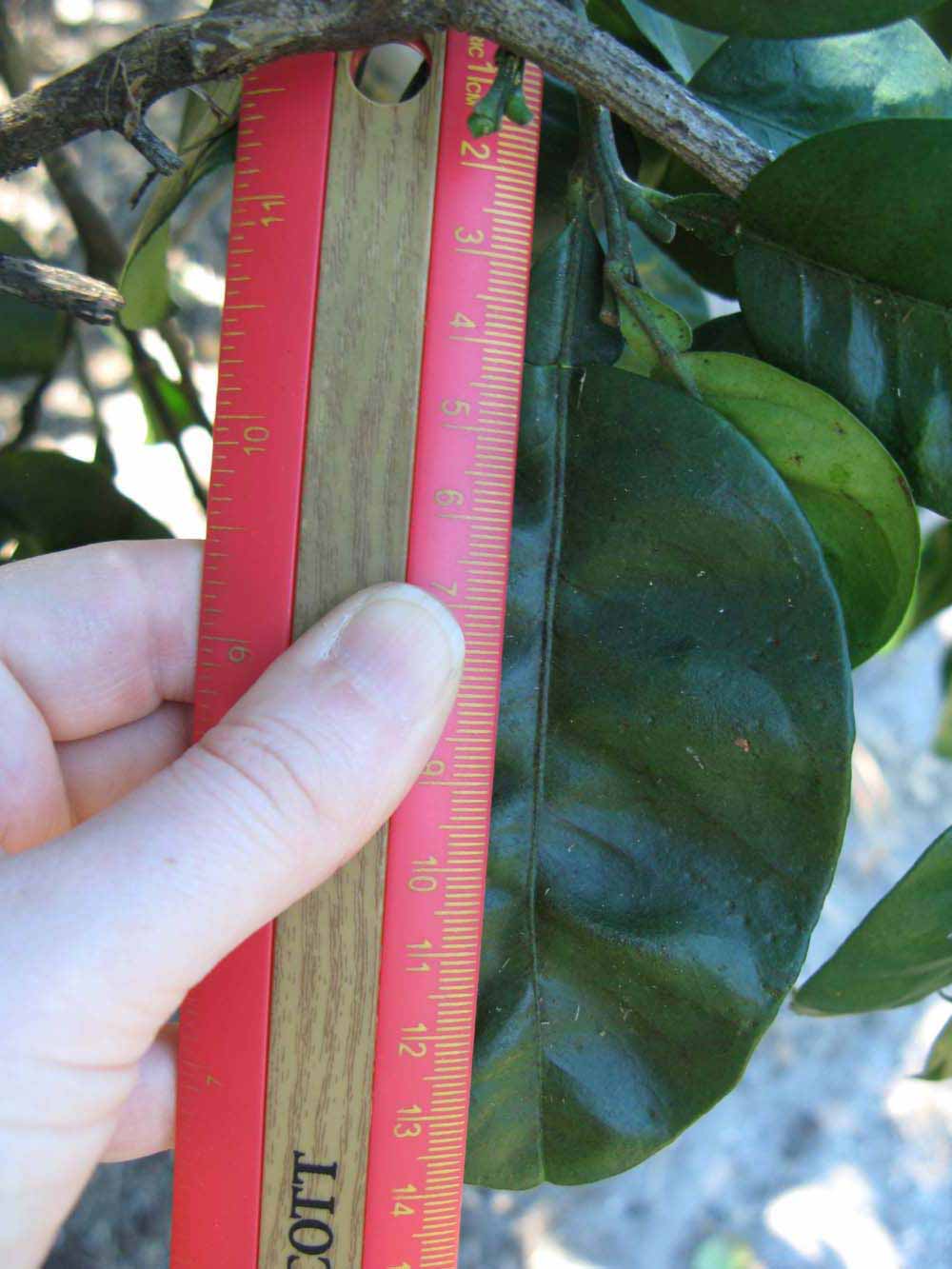            Unifoliolate leaf (Winter Haven, FL)   